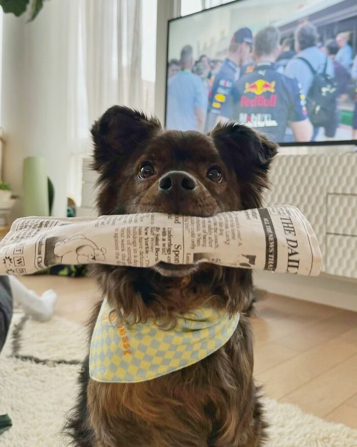 A Dog DNA Test Helps Woman Discover Her Mutt&rsquo;s Entire Family Tree And She&rsquo;s In Tears