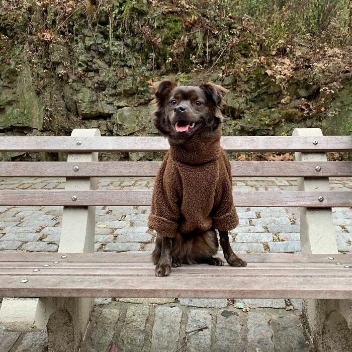 A Dog DNA Test Helps Woman Discover Her Mutt&rsquo;s Entire Family Tree And She&rsquo;s In Tears