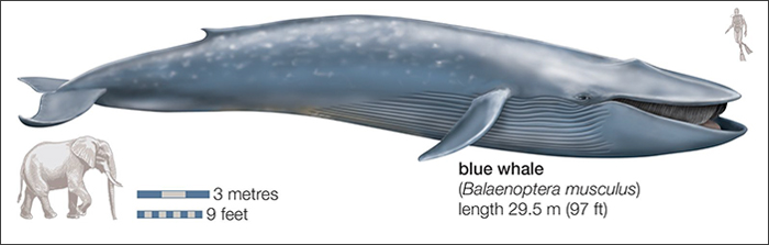 Blue Whales Returned To Seychelles: Scientists Recorded 23 Species During Their Surveys Blue Whales Returned To Seychelles: Scientists Recorded 23 Species During Their Surveys