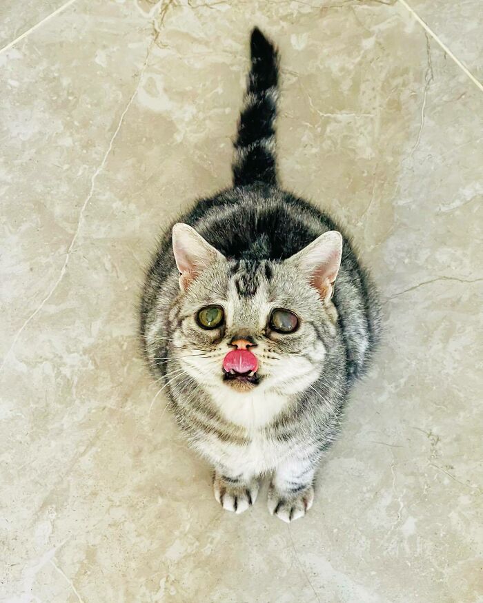 This Adorable, Yet Sad-Looking Cat Outlives Veterinary Predictions, Enjoying Senior Years This Adorable, Yet Sad-Looking Cat Outlives Veterinary Predictions, Enjoying Senior Years