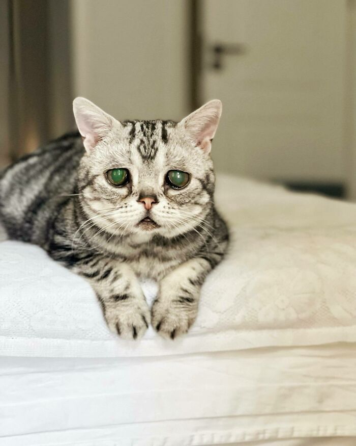 This Adorable, Yet Sad-Looking Cat Outlives Veterinary Predictions, Enjoying Senior Years This Adorable, Yet Sad-Looking Cat Outlives Veterinary Predictions, Enjoying Senior Years