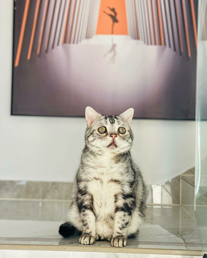 This Adorable, Yet Sad-Looking Cat Outlives Veterinary Predictions, Enjoying Senior Years This Adorable, Yet Sad-Looking Cat Outlives Veterinary Predictions, Enjoying Senior Years