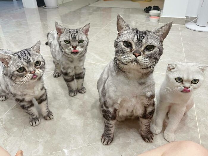 This Adorable, Yet Sad-Looking Cat Outlives Veterinary Predictions, Enjoying Senior Years This Adorable, Yet Sad-Looking Cat Outlives Veterinary Predictions, Enjoying Senior Years