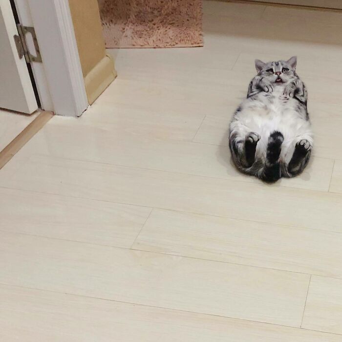 This Adorable, Yet Sad-Looking Cat Outlives Veterinary Predictions, Enjoying Senior Years This Adorable, Yet Sad-Looking Cat Outlives Veterinary Predictions, Enjoying Senior Years