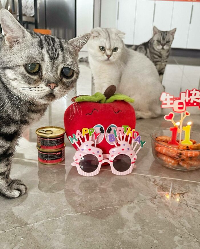 This Adorable, Yet Sad-Looking Cat Outlives Veterinary Predictions, Enjoying Senior Years This Adorable, Yet Sad-Looking Cat Outlives Veterinary Predictions, Enjoying Senior Years