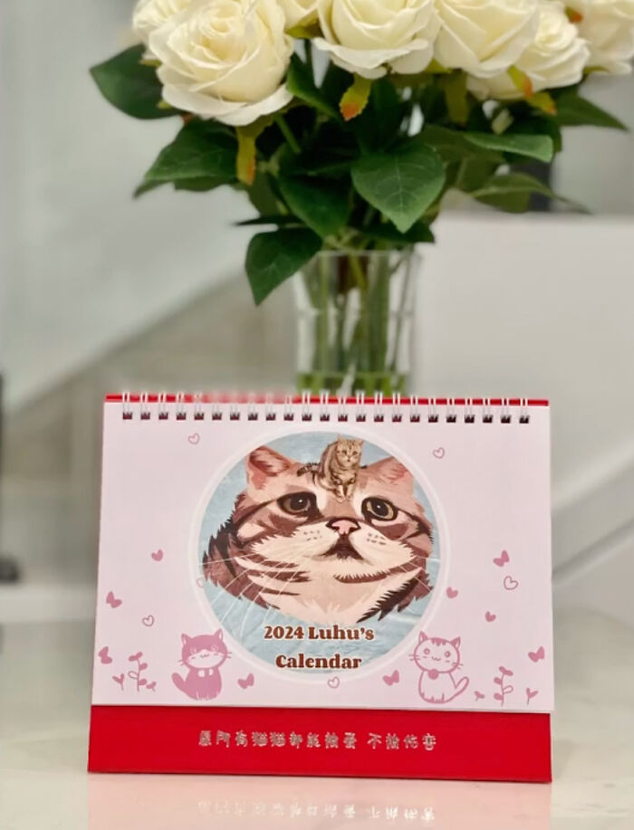 This Adorable, Yet Sad-Looking Cat Outlives Veterinary Predictions, Enjoying Senior Years This Adorable, Yet Sad-Looking Cat Outlives Veterinary Predictions, Enjoying Senior Years