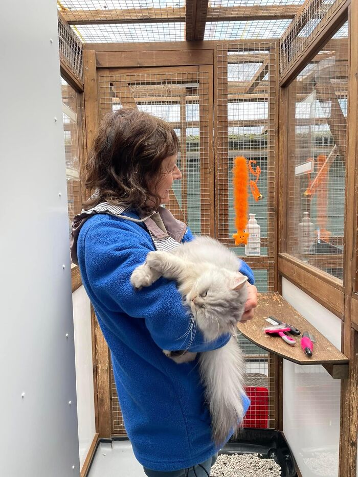 This Retirement Cat Village Has 17 Cats That Live Out Their Days In Mini Cottages