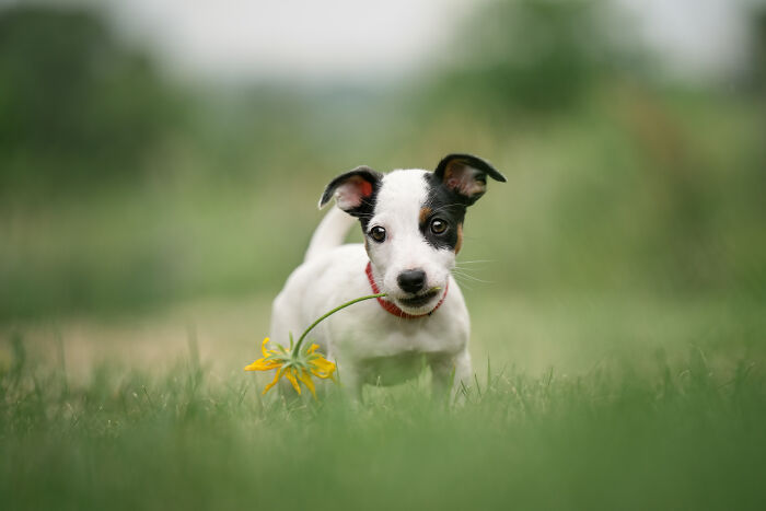 I Photographed Adorable Dogs And They Look So Dreamy!