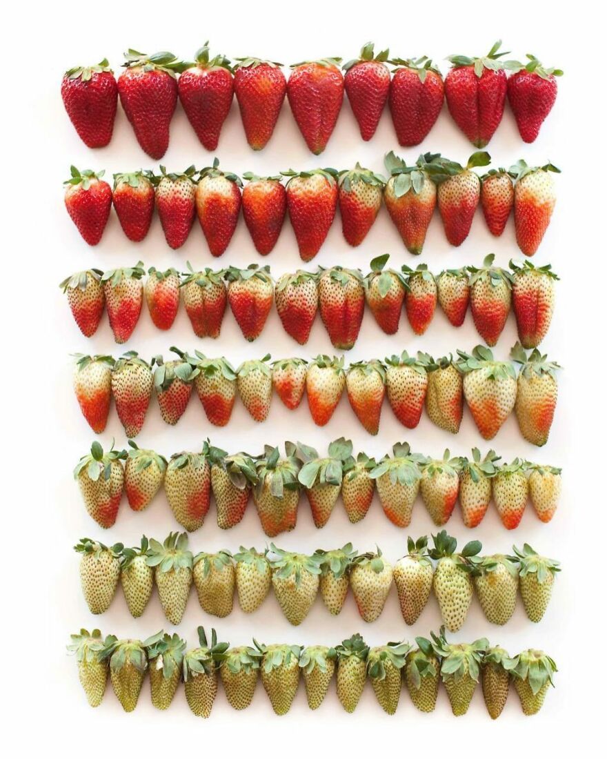 When Food Becomes Art: The Journey Of Photographer Brittany Wright (New Pics)