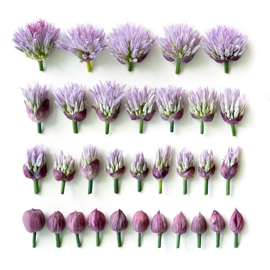 When Food Becomes Art: The Journey Of Photographer Brittany Wright (New Pics)