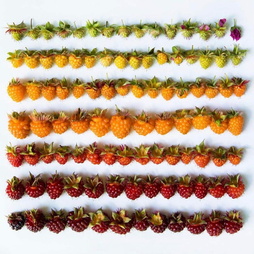 When Food Becomes Art: The Journey Of Photographer Brittany Wright (New Pics)