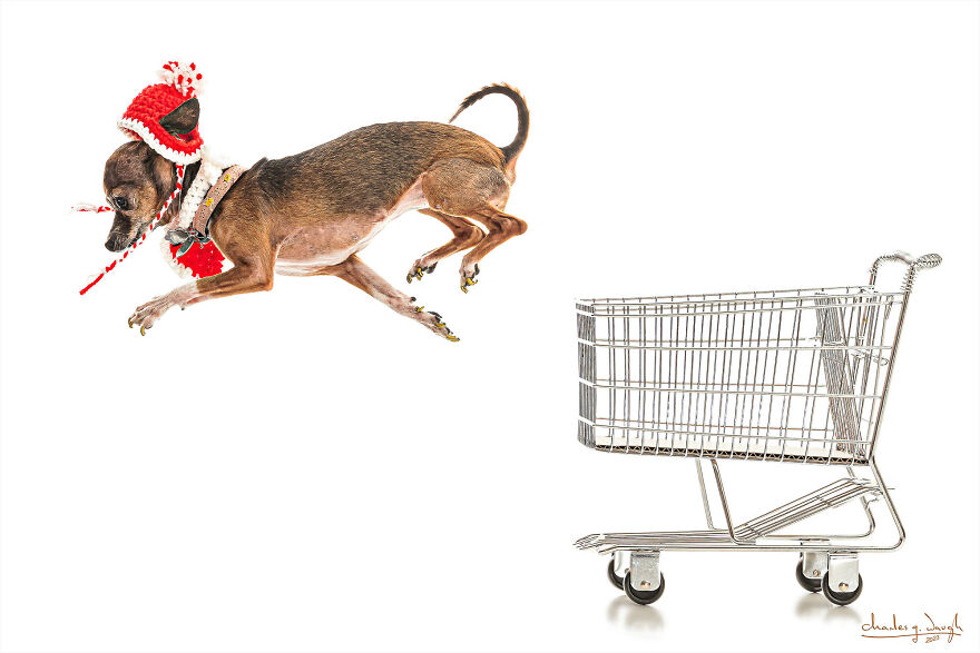 I'm Creating A Coffee-Table Book As A Fundraiser For A Charity That Provides Ptsd-Trained Service Dog S To Veterans With Ptsd Free Of Charge