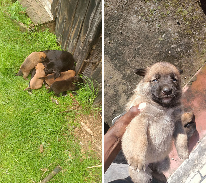 A Homeless Dog Gave Birth In My Compound. I Will Adopt All Of Them
