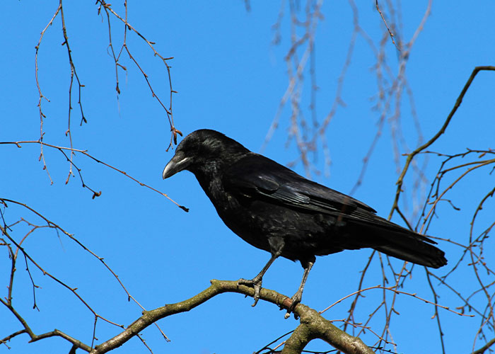 Groundbreaking Study Reveals Crows Can Count&mdash;And Out Loud, No Less