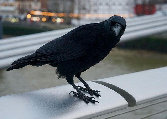 Groundbreaking Study Reveals Crows Can Count&mdash;And Out Loud, No Less