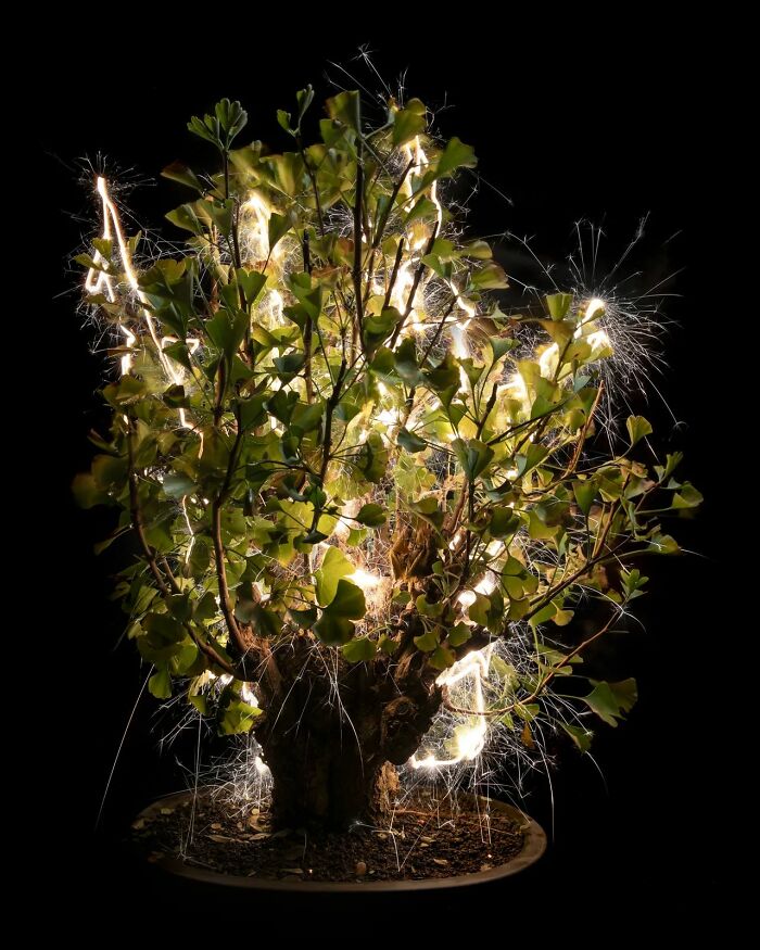 Light Drips From Trees In Long-Exposure Photos By Vitor Schietti (21 Pics)