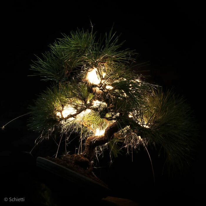 Light Drips From Trees In Long-Exposure Photos By Vitor Schietti (21 Pics)