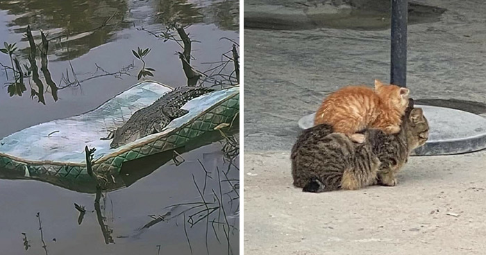 50 Pics Of Animals Being Their Hilarious Selves To Make Your Day