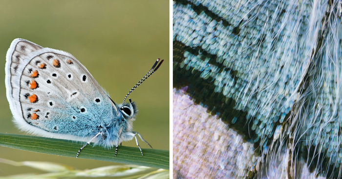 Butterflies’ Scale Nano-Structures Are So Powerful That They Don’t Fade From Ultraviolet Sun Rays