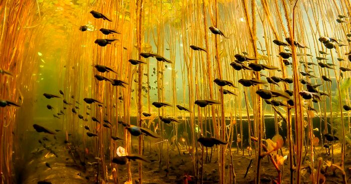 50 Amazing Photos That Might Make You Love Animals Even More