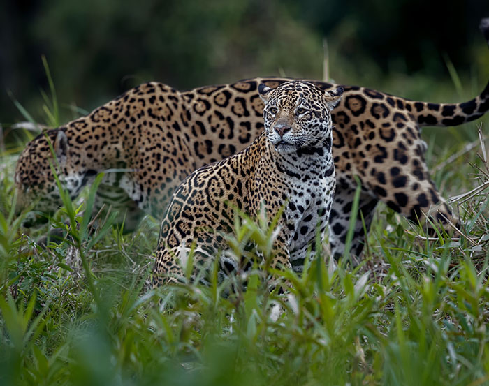 World&rsquo;s First Jaguar Cub Born By Artificial Insemination Was Eaten By Mom, Scientists Persevere