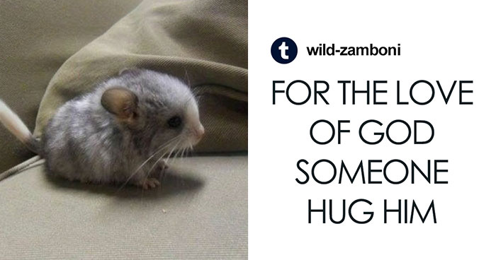 50 Hilarious Animal Memes To Leave You Cackling Like A Hyena