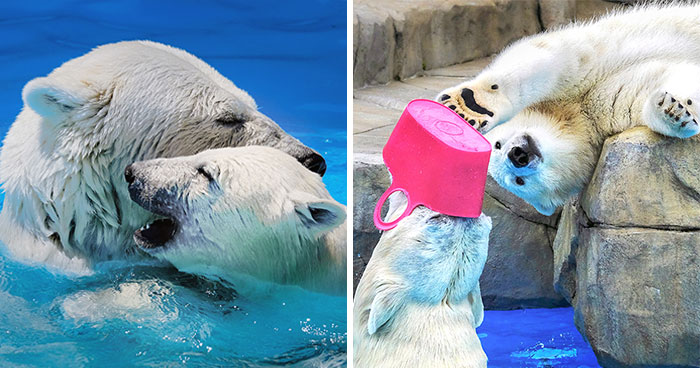 12 Adorable Portraits Of Polar Bear Mother Playing With Her Cub In The Water That I Took At The Zoo