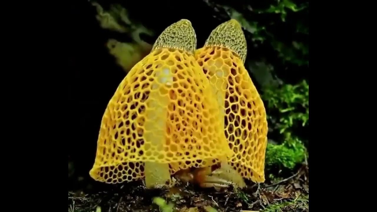 Morning Coffee Solitude 2024 03 07