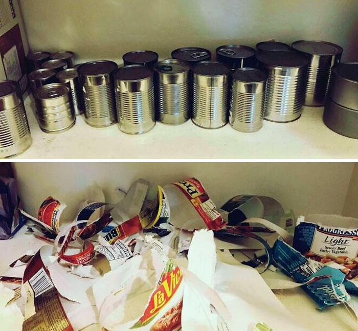 Empty cans neatly lined up on a shelf above torn labels and packaging mess reflecting parents having a pretty miserable day