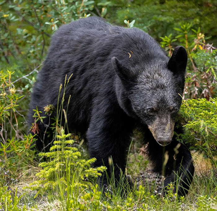 15-Year-Old Boy With Neurological Disorder Mauled By Bear While Watching TV