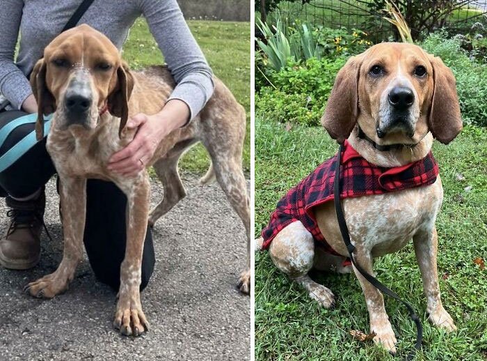 The Day We Adopted Strider And 5 Months Later