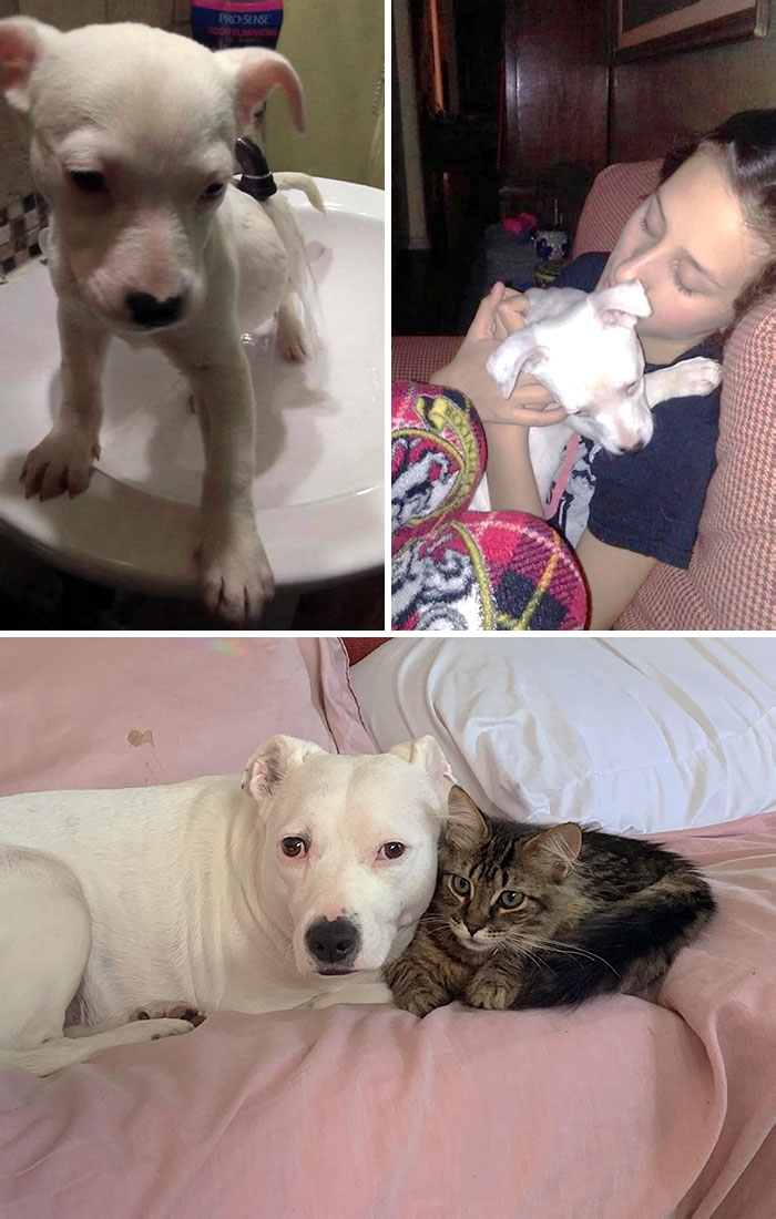 My Dog Artemis Before And After I Found Her At An Abandoned House