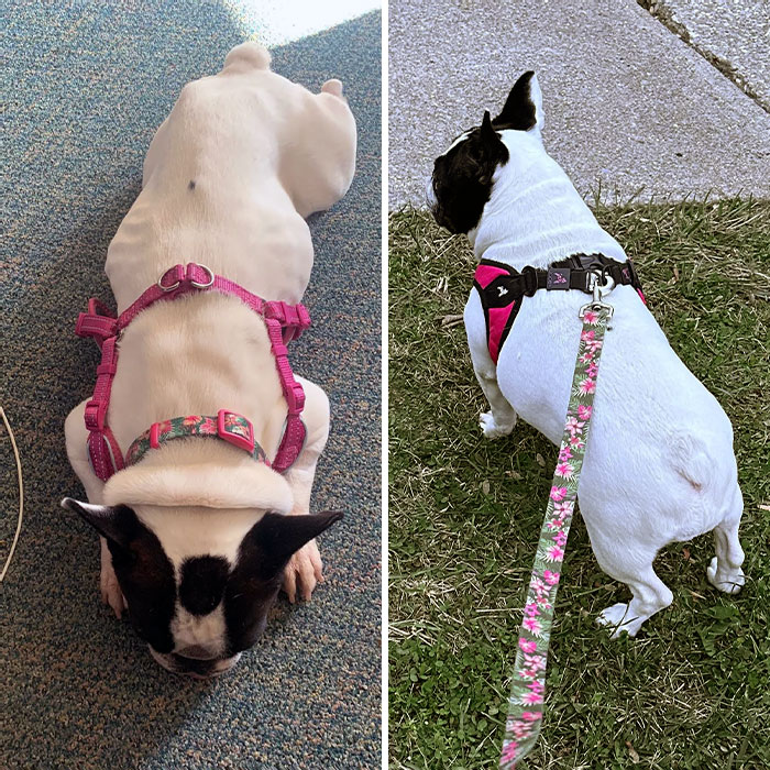 My Dog Died Of Cancer On Monday. I Rescued Her As A Stray In September 2022. Here Is A Before And After One Year