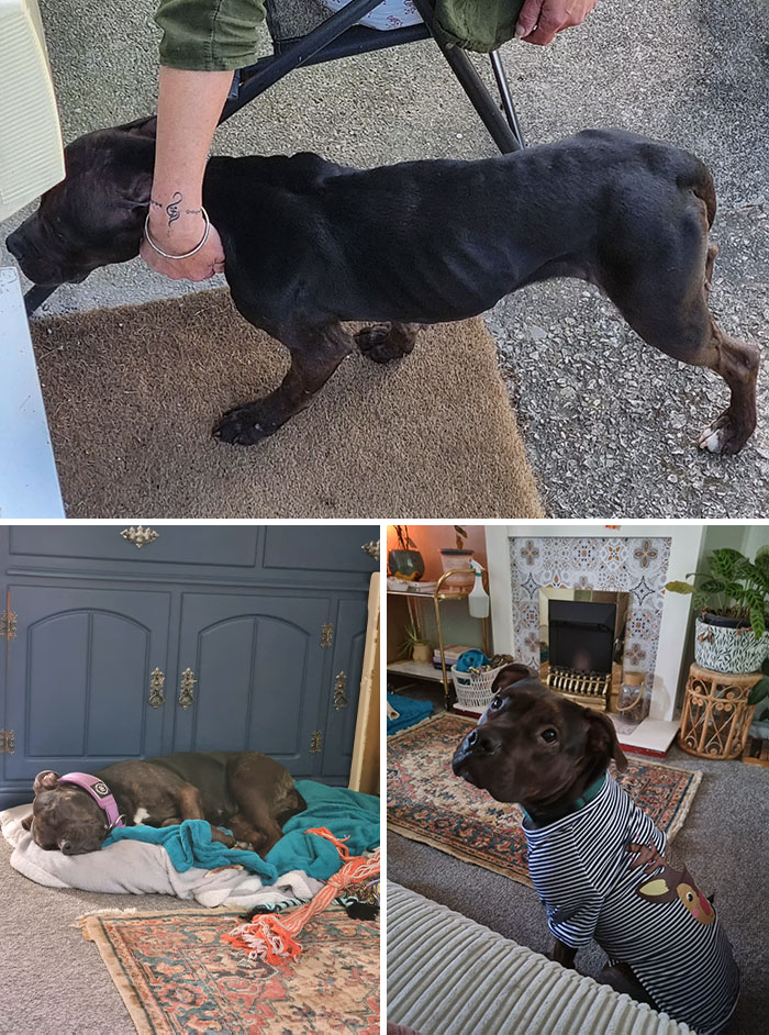 Roxie When We First Rescued Her 7 Months Ago And Now