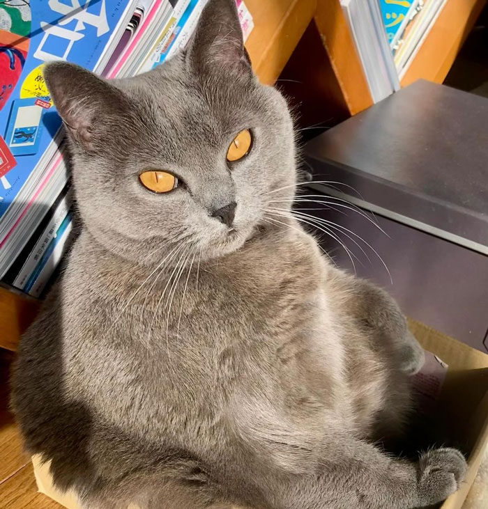 Gray domestic cat with yellow eyes, sitting in a box surrounded by colorful magazines.