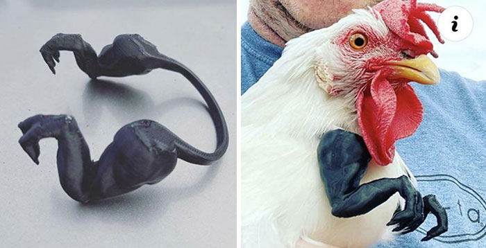 Tiny T. Rex Arms For Your Chicken