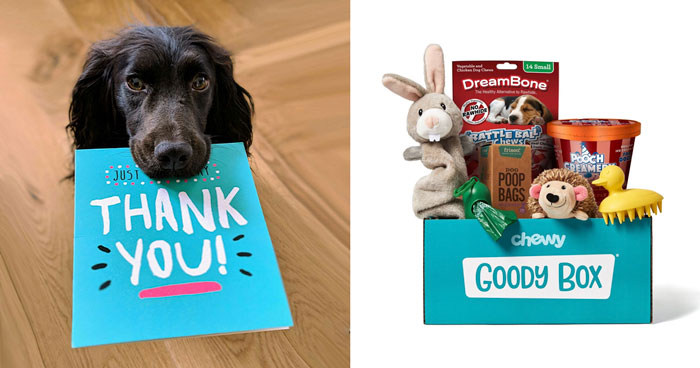 Best Dog Subscription Box In 2024