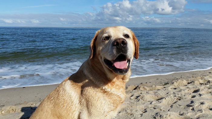Labrador Retriever at the beach, perfect dog breed for first-time owners.