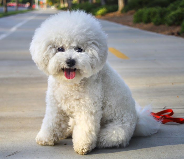 Fluffy dog on a sidewalk, ideal breed for first-time owners.