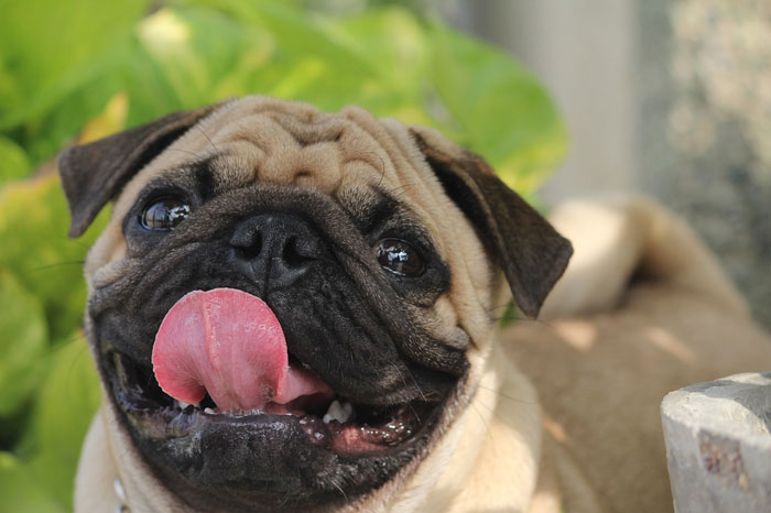 Happy pug with tongue out, one of the ideal dog breeds for first-time owners, against a leafy background.