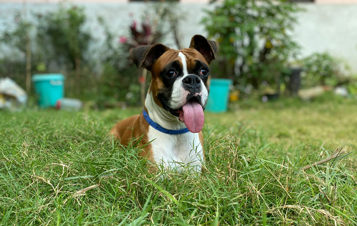 Boxer dog sitting in the grass, ideal for first-time owners.