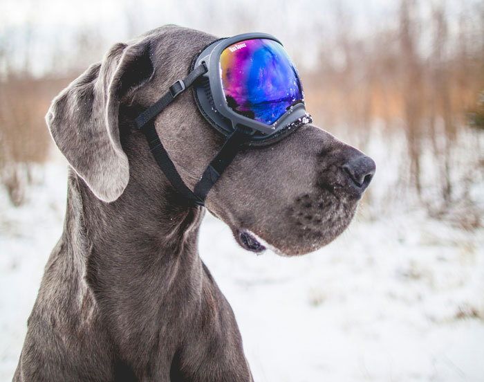Dog wearing colorful goggles in a snowy landscape, showcasing ideal dog breeds for first-time owners.