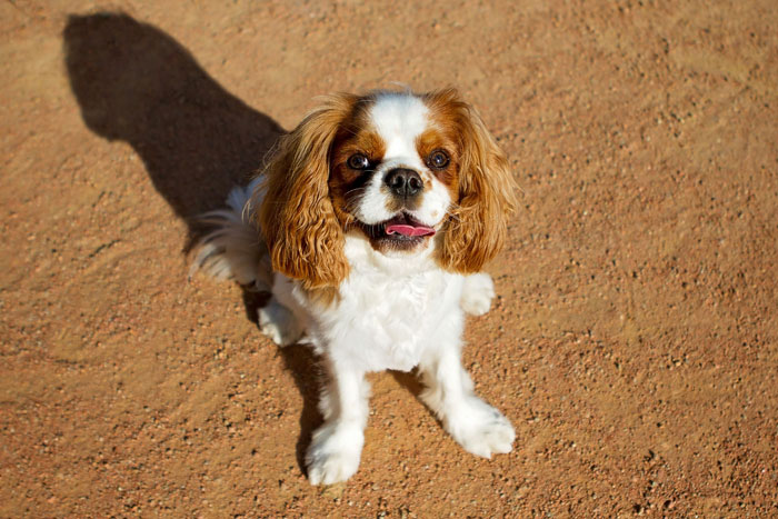 Friendly dog on dirt ground, one of the ideal breeds for first-time owners.