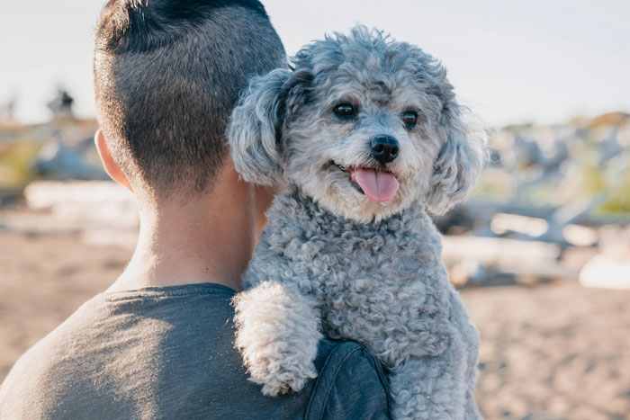 A curly-haired dog being carried on the shoulder of a person, ideal breed for first-time owners.