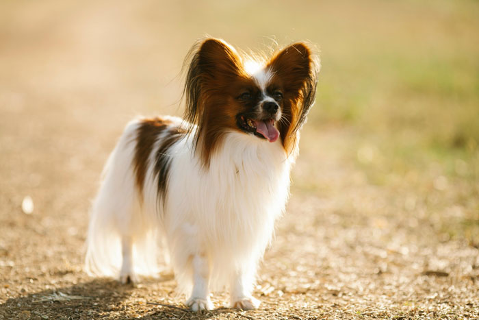 A small Papillon dog, ideal for first-time owners, standing on a dirt path in sunlight.