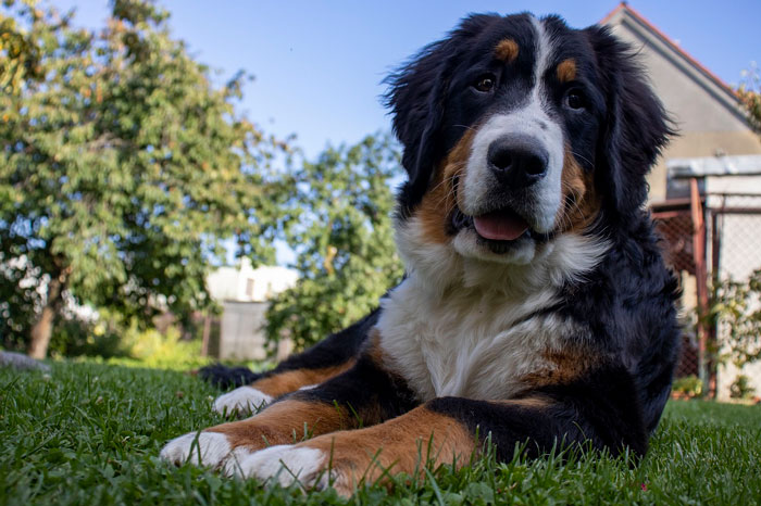 Large fluffy dog lying on grass, perfect for first-time owners.