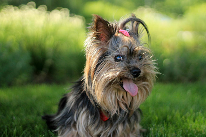 Small dog sitting on grass, ideal for first-time owners, with tongue out and a pink bow on its head.