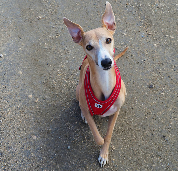 Italian Greyhound with a red harness, ideal for first-time dog owners, sitting on a sandy path.