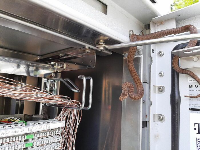 German T-Mobile Found 3 Snakes Inside Their Network Unit