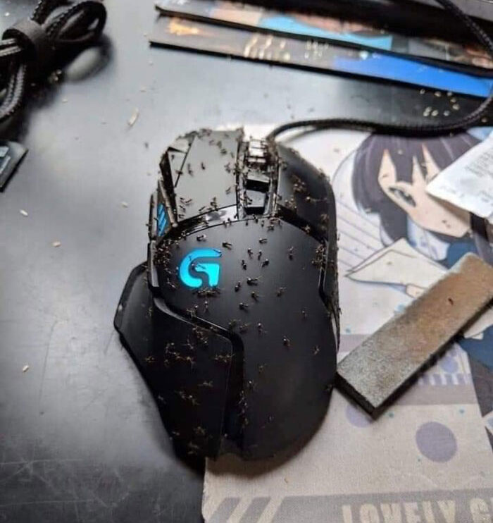 Dont Use Lemonade To Clean Your Mouse. I Thought The Acidity Would Clean Off The Buildup Of Crumbs And Cheeto Grease But It Just Attracted These Ants. I Left Home For 2 Days, Just To See This On My Desk